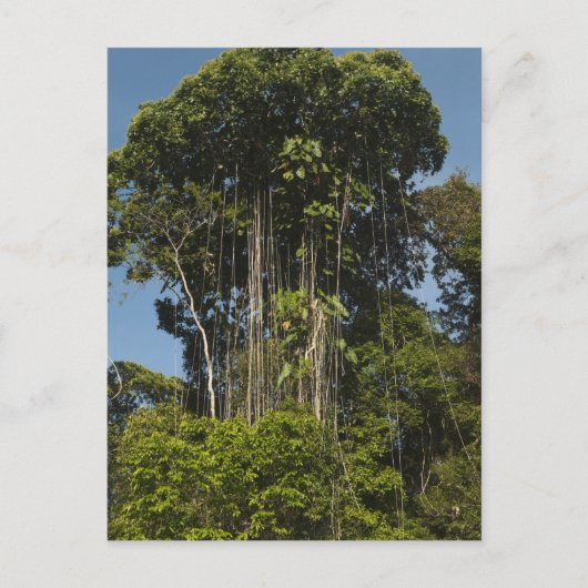 レワリバーエッジレインフォレストガイアナ ポストカード (正面)