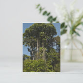 レワリバーエッジレインフォレストガイアナ ポストカード (スタンド正面)