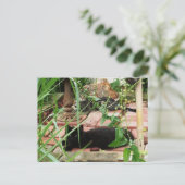 レンガのバルコニーで横になる猫たちの写真 ポストカード (スタンド正面)