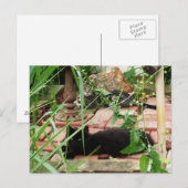 レンガのバルコニーで横になる猫たちの写真 ポストカード (正面/裏面)