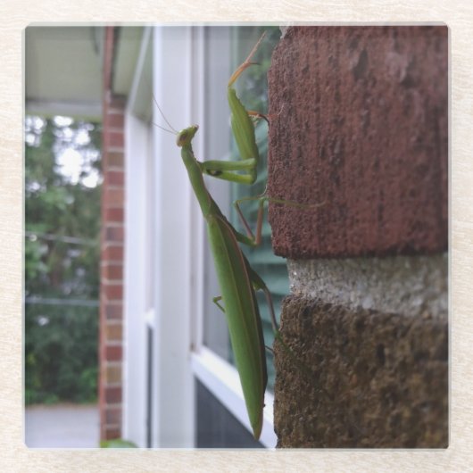 レンガの壁のカマキリ ガラスコースター (正面)
