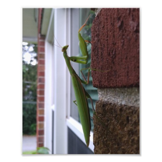 レンガの壁のカマキリ フォトプリント            (正面)