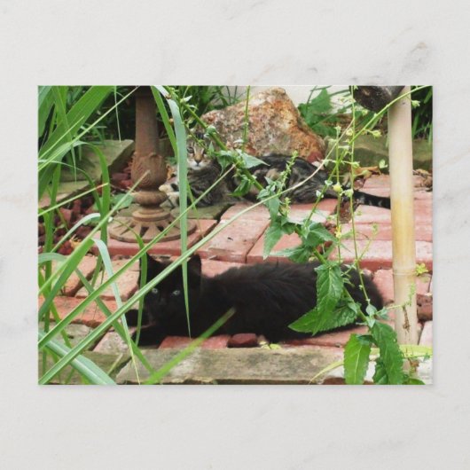 レンガの patio に横たわる猫の写真 ポストカード (正面)
