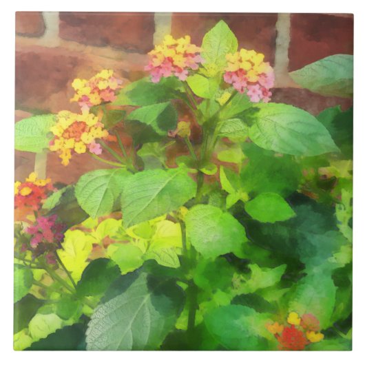 レンガ壁に対するLantana タイル (正面)