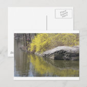 レンギョウと反射 ポストカード (正面/裏面)