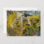 レンギョウ ポストカード (正面/裏面)