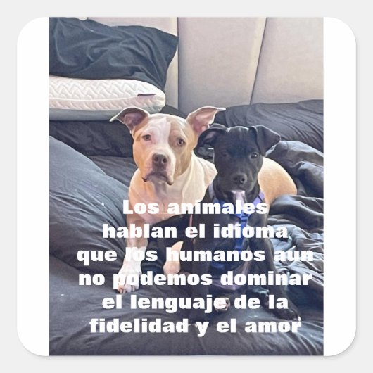 レングアジ動物 スクエアシール (正面)