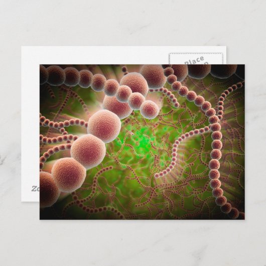 レンサ球菌(Streptococcus pneumoniae)の顕微鏡像 ポストカード (正面/裏面)