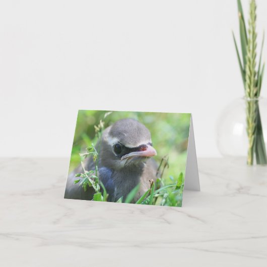 レンジャクのヒナの動物写真 ノートカード (正面)
