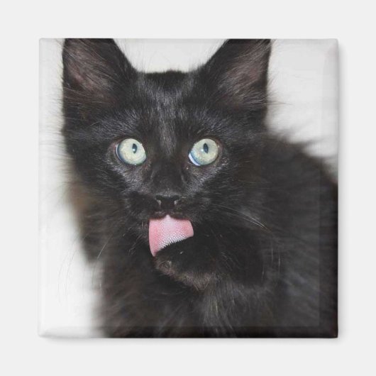 レンジャーキットン洗浄爪磁石 マグネット (正面)