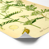 レンズ（カリス） ポスター (角)