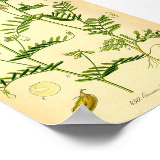 レンズ（カリス） ポスター (角)