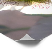 レンテンバラ。ヘレボラス ポスター (角)