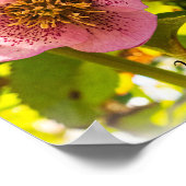 レンテンバラ。ヘレボラス。愛されてる！ ポスター (角)