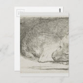 レンブラントによる眠っている子犬 ポストカード (正面/裏面)