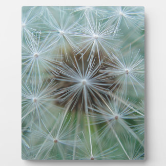 レヴェンツァンムスター フォトプラーク