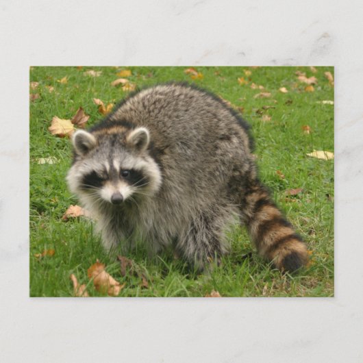 レーコン ポストカード (正面)