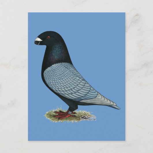 レーサーアンダルシアを表示 ポストカード (正面)