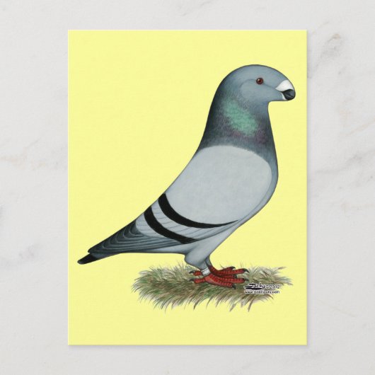 レーサーコンセプトの表示 ポストカード (正面)