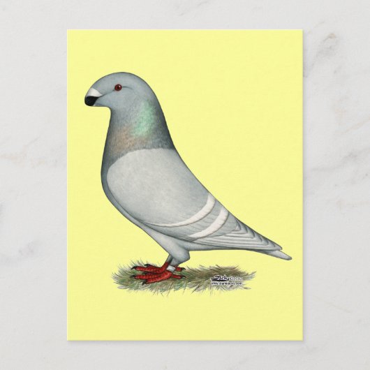 レーサーコンセプトヘンを表示 ポストカード (正面)