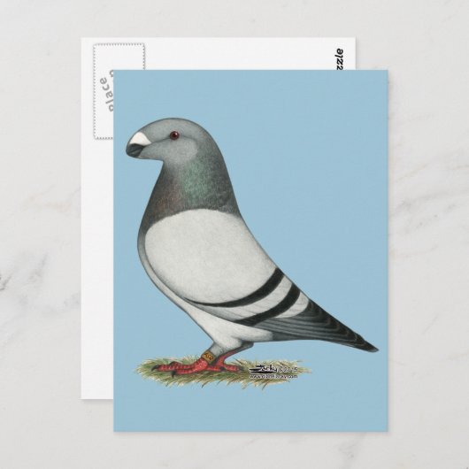 レーサーブルーバーハトを表示 ポストカード (正面/裏面)