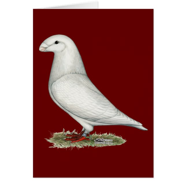 レーサーホワイトを表示 (正面)