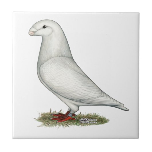 レーサーホワイトを表示 タイル (正面)