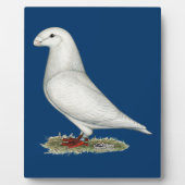 レーサーホワイトを表示 フォトプラーク (正面)