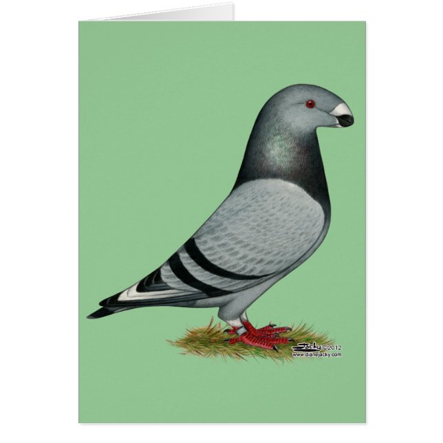 レーサーミスマークの表示 (正面)