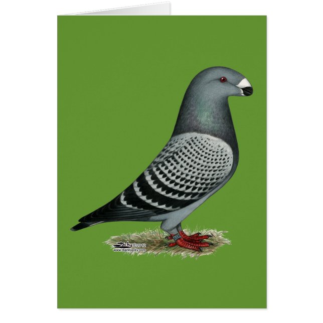 レーサーライトチェックを表示 (正面)