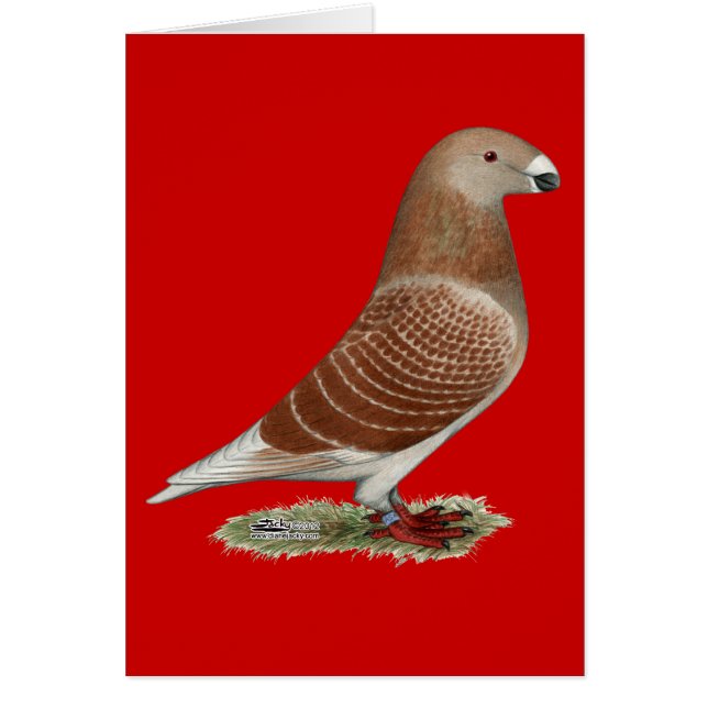 レーサーレッドチェックを表示 (正面)