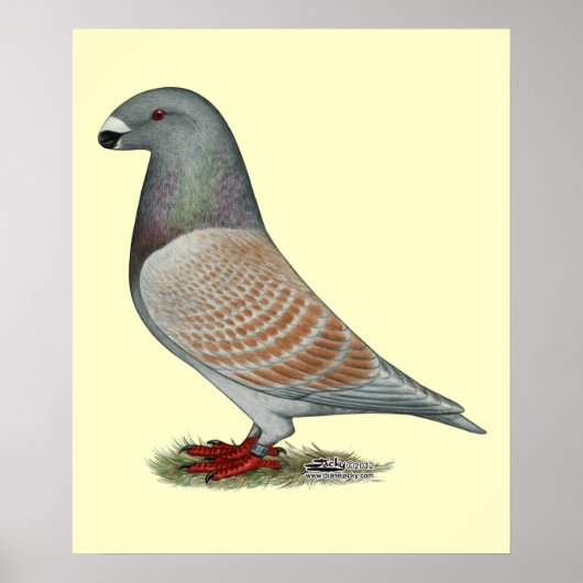 レーサー劣性オパールを表示 ポスター (正面)