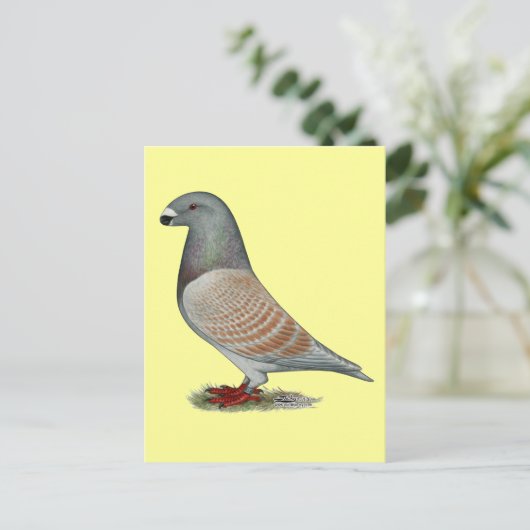 レーサー劣性オパールを表示 ポストカード (スタンド正面)