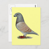 レーサー劣性オパールを表示 ポストカード (正面/裏面)