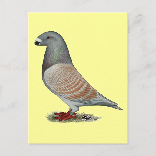 レーサー劣性オパールを表示 ポストカード (正面)