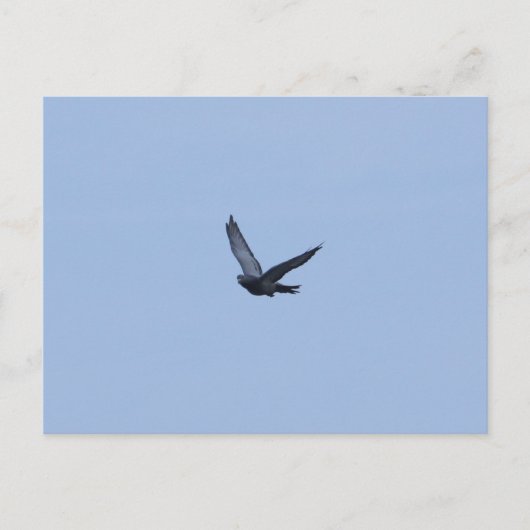 レーシングハト来ンのホームポストカード ポストカード (正面)