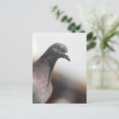 レーシングハト ポストカード (スタンド正面)