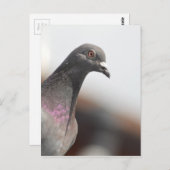 レーシングハト ポストカード (正面/裏面)