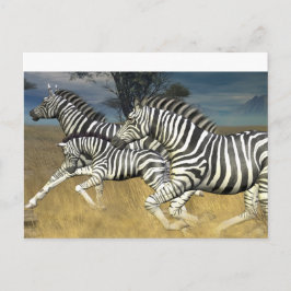 レースストライプ用はがき – Zebra Postague ポストカード