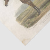 レースホースエフェメラデクページヴィンテージ 薄葉紙 (詳細)