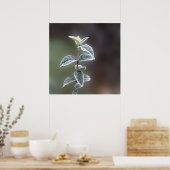 レース葉 ポスター (キッチン)