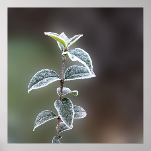 レース葉 ポスター (正面)