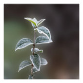 レース葉 ポスター (正面)