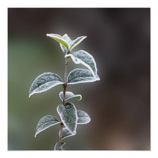 レース葉 ポスター (正面)