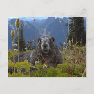 レーニア山の国民の標準の楽園のmarmot ポストカード