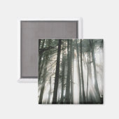 レーニア山の木々を抜ける陽の光 マグネット (正面/裏面)
