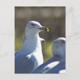 レール上のカモメ ポストカード