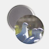 レール上のカモメ マグネット (正面/裏面)