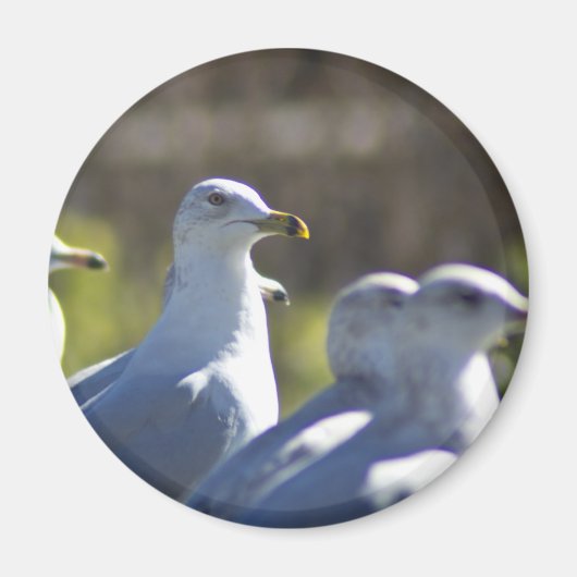 レール上のカモメ マグネット (正面)