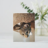 レーンジャー猫 ポストカード (スタンド正面)